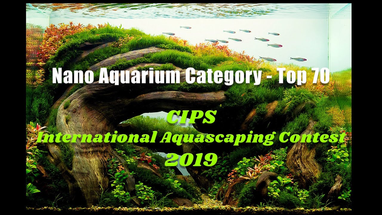 2019 CIPS International Aquascaping Contest (CIAC). Nano Aquarium Category Top 70 Winners
