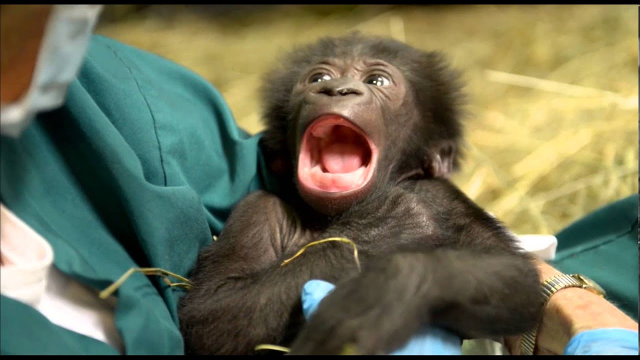 Baby Gorilla Named