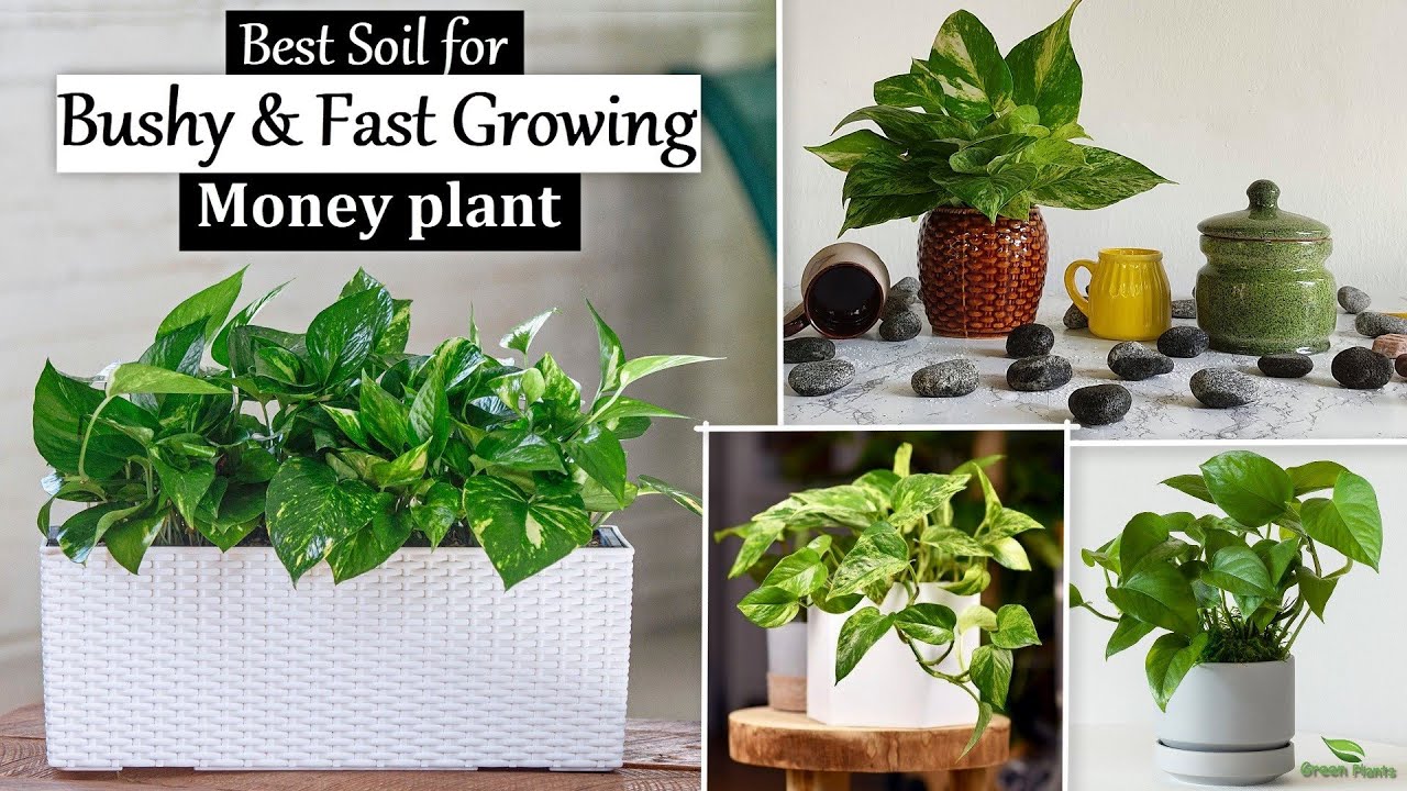 Bushy & Fast Growing Money plants Soil | Money plants Decoration Ideas | Indoor Plants//GREEN PLANTS
