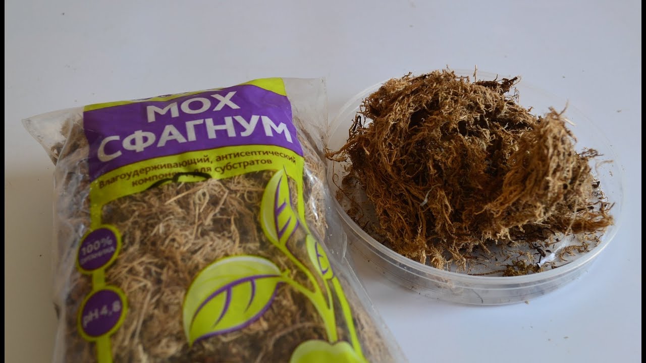 Мох сфагнум и антуриумы
