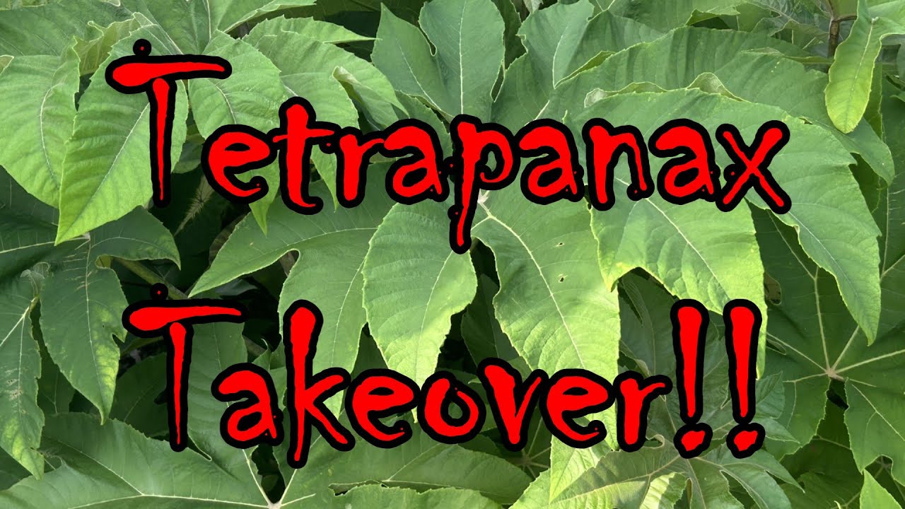 Tetrapanax Takeover!!