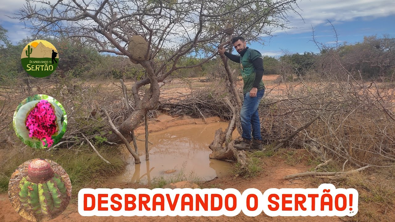 CENÁRIO DO SERTÃO: Caatinga, água e cactos no lajedo