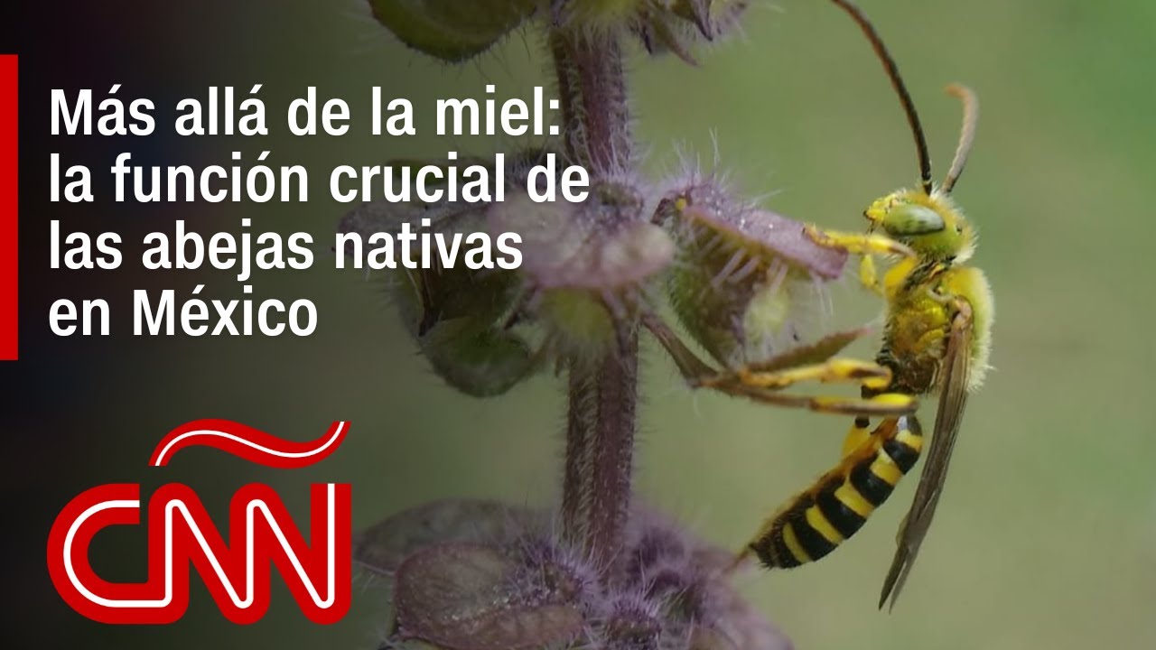Pequeñas pero poderosas: las abejas nativas y su rol crucial en los cultivos mexicanos