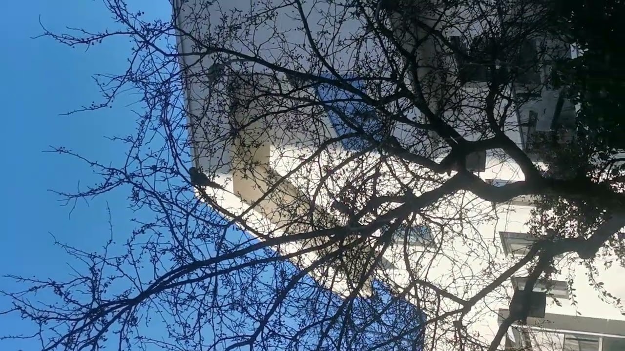 Yeşil papağan veya halkalı boyunlu paraket Psittacula krameri Psittacidae familyasına ait kuş türü.