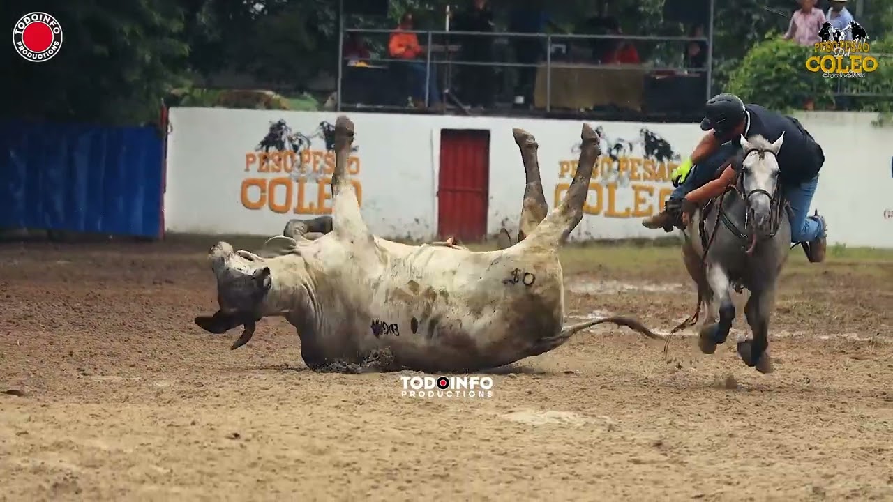 Segunda Copa de Coleo | PESO PESAO DEL COLEO | DOM 19 de NOV 2023 Pista El Río, La Pintada, Coclé