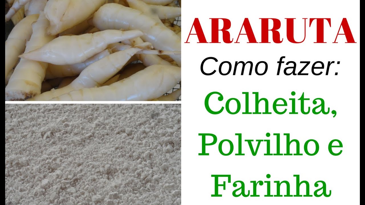 Araruta - como colher e extrair polvilho e farinha