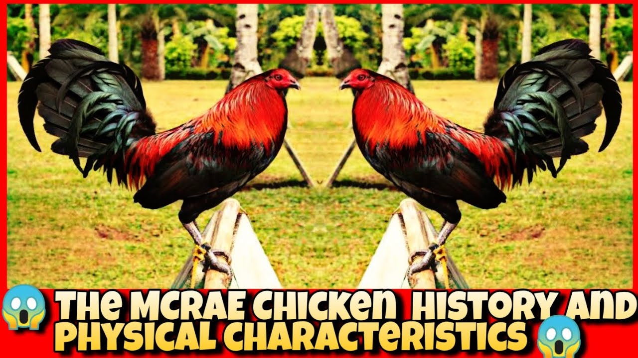 The MCRAE Chicken history and physical characteristics