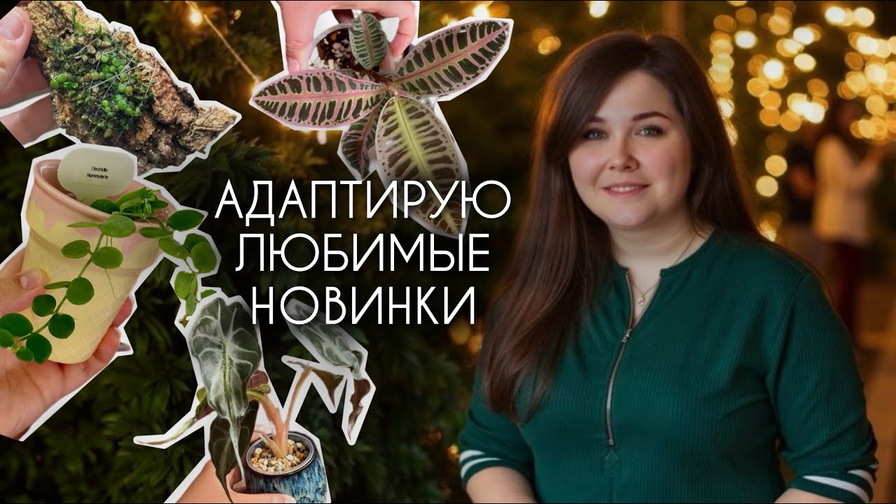 Пересаживаю, адаптирую, оформляю ЛЮБИМЫЕ НОВИНКИ