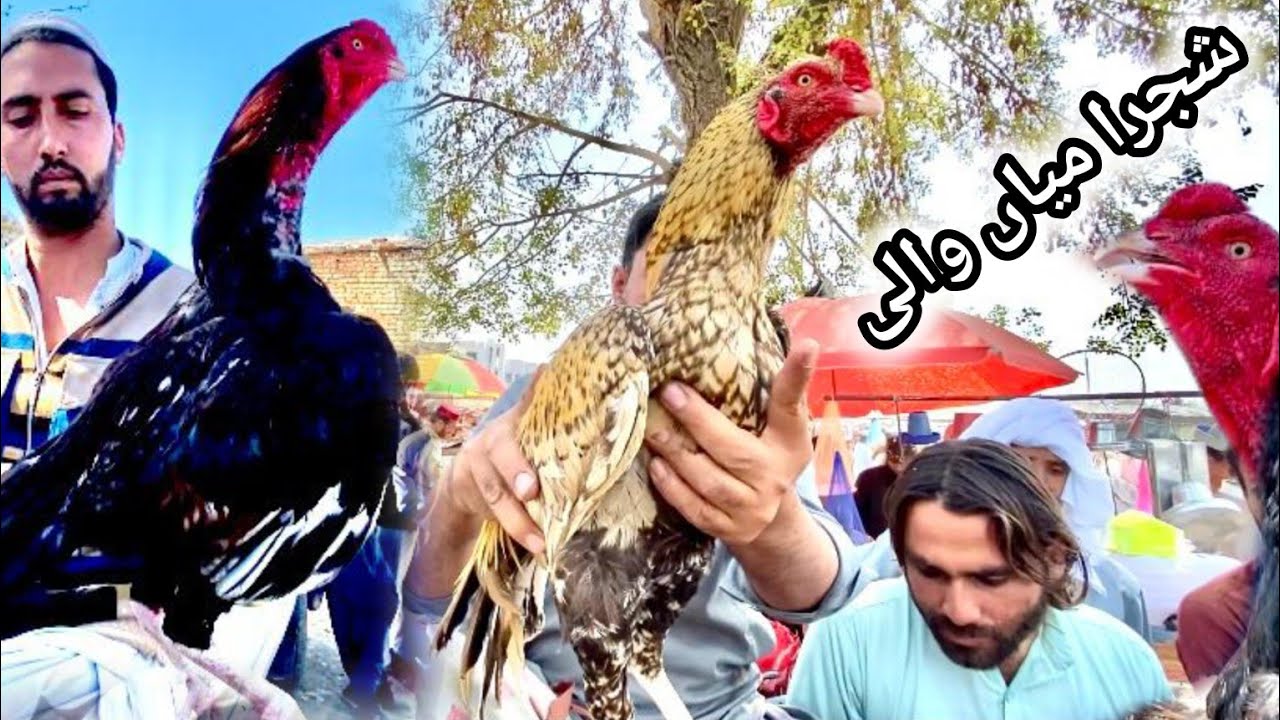 Aseel murga mandi ma Khan Bhai Naya maal le aya | Cheap rates 😱