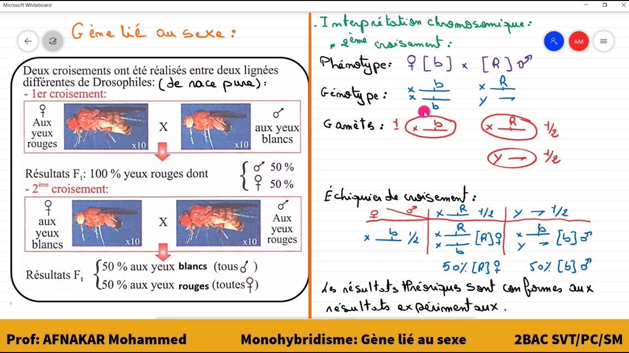 8-Génétique mendélienne: Monohybridisme: Cas d'un gène lié au sexe 2BAC SVT/PC/SM