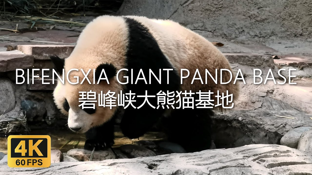 Bifengxia Gaint Panda Base - Ya'an City | 碧峰峡大熊猫基地 - 雅安市 @ Ya'an, SICHUAN CHINA | 四川雅安