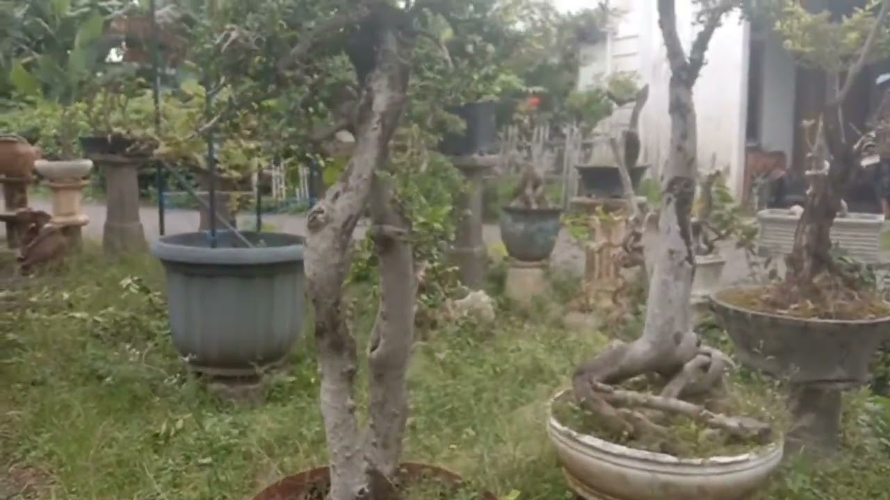 Tanam Bonsai bisa jadi kantong cuan #@bang ali deso