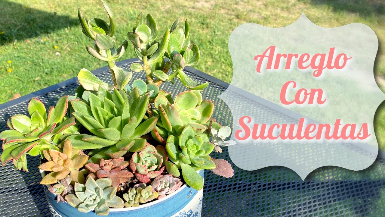 Arreglo con Suculentas  |  Succulent Arrangement