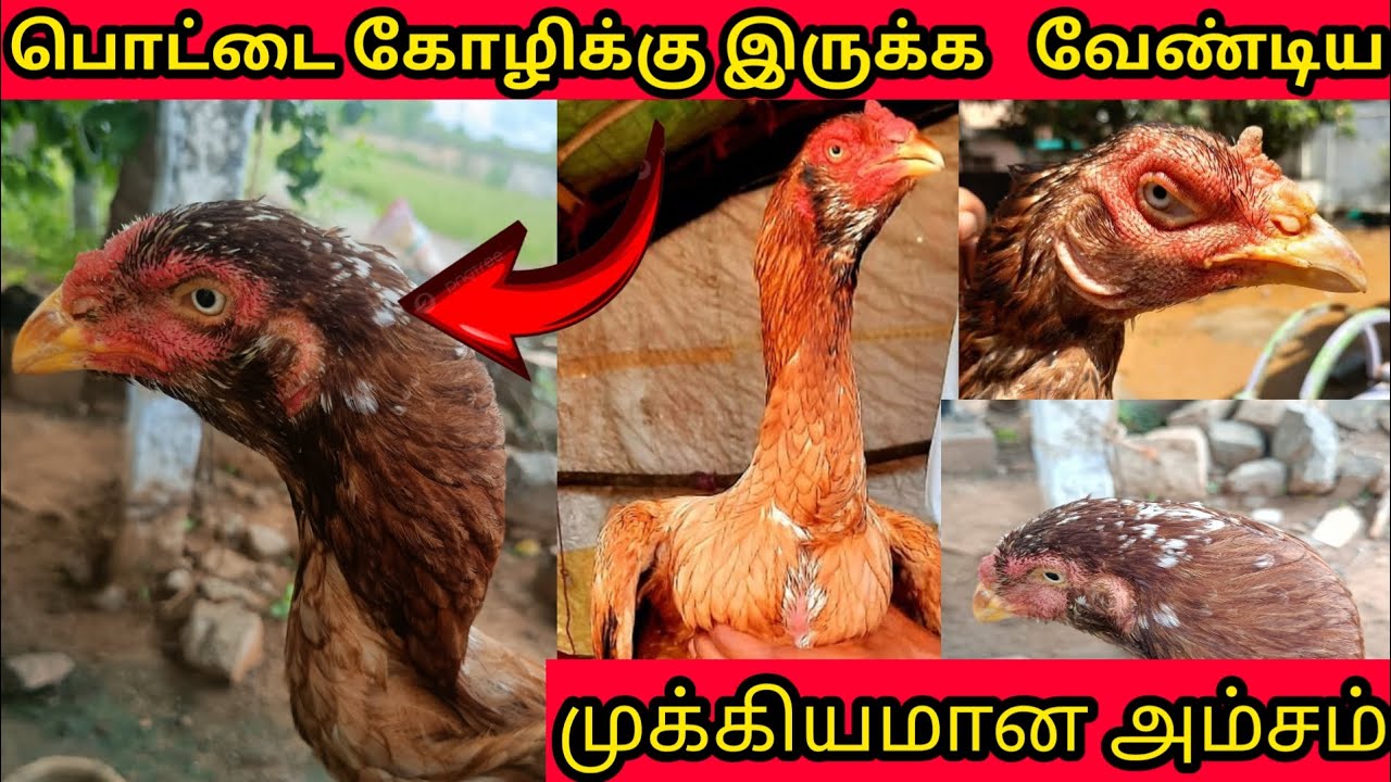 பெட்டை கோழிக்கு இருக்க வேண்டிய முக்கியமான அம்சம்