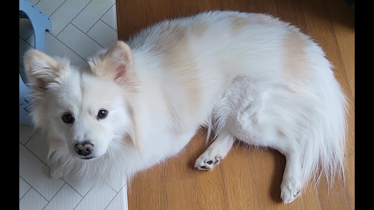 0204 오늘 입춘이야 #흰둥이 #강아지 #강아지일상 #강아지브이로그 #애견영상 #반려견 #동물농장강아지 #cutedog #유머 #산책하는강아지 #walk #행복한강아지