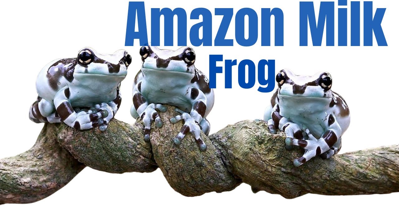Amazon milk frog History and care