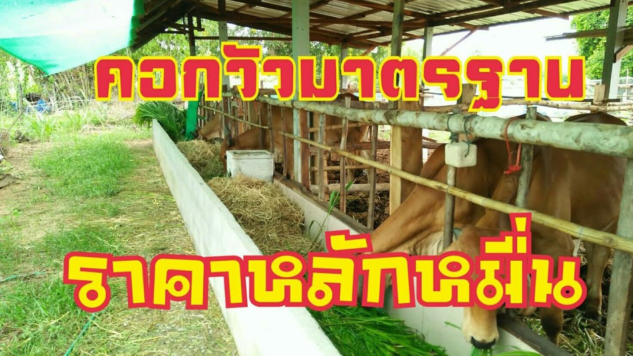คอกวัวมาตรฐาน #โคขุน #วัวบรามั่น #คอกวัวแบบประหยัด#รางหญ้ามาตรฐาน