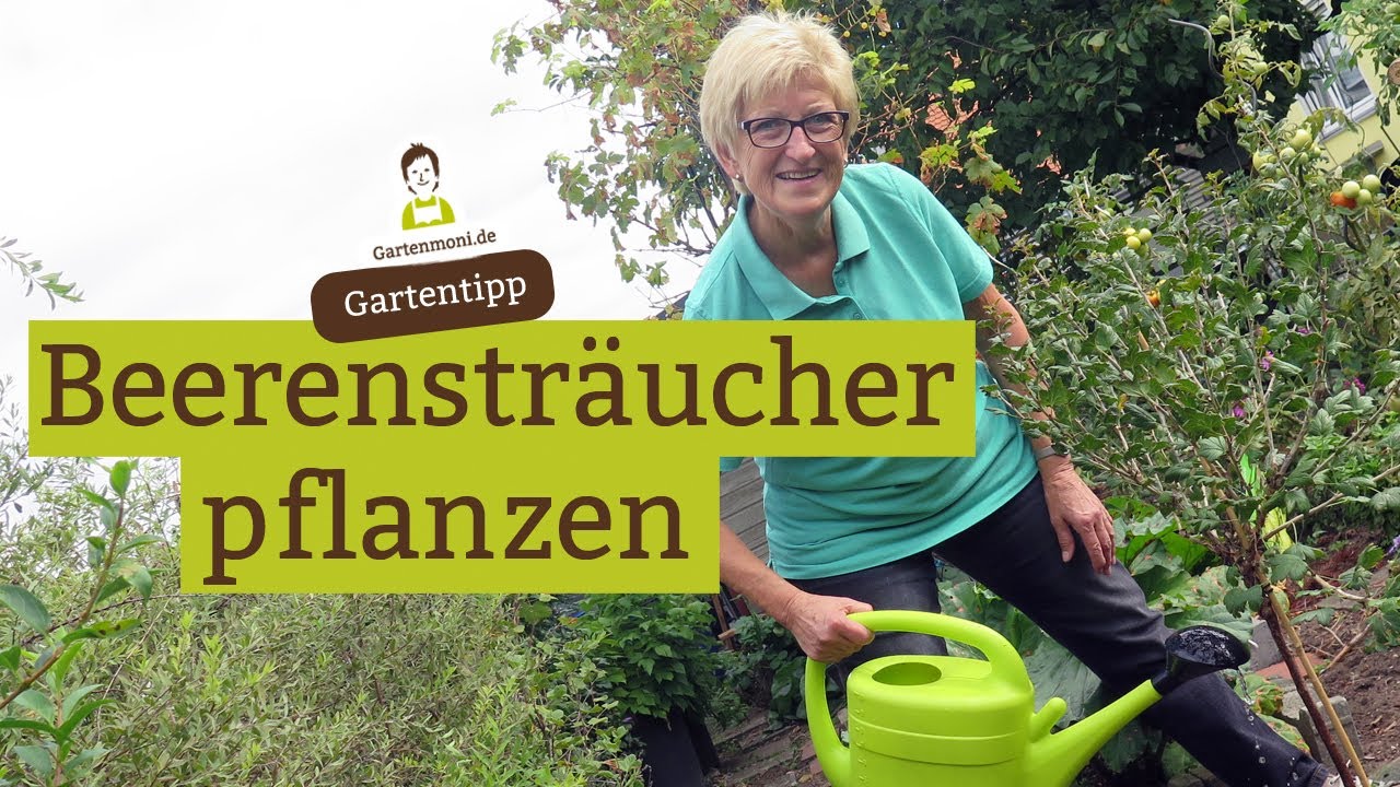 Beerenstr&auml;ucher pflanzen: Wann und wie? Containerpflanzen