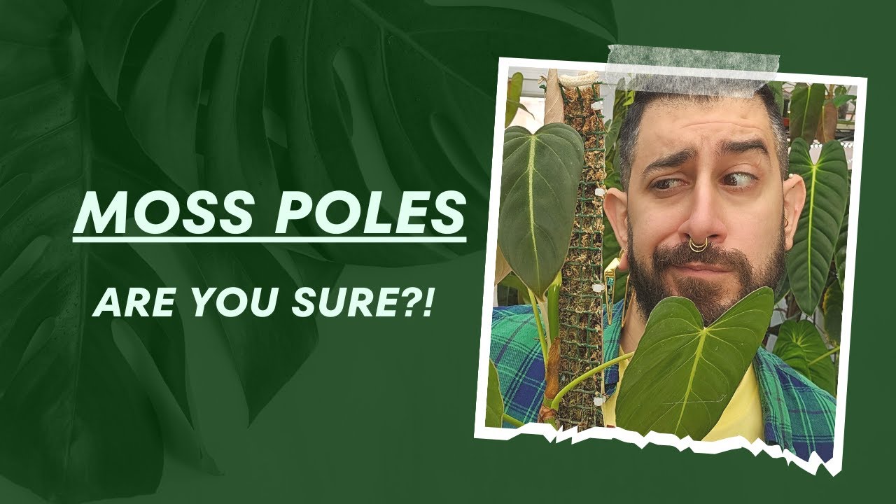 Moss Poles: Worth It? 🌿🤷‍♀️ | Moss Poles: Pros, Cons, Alternatives 🌱🔍 | Are they necessary ?