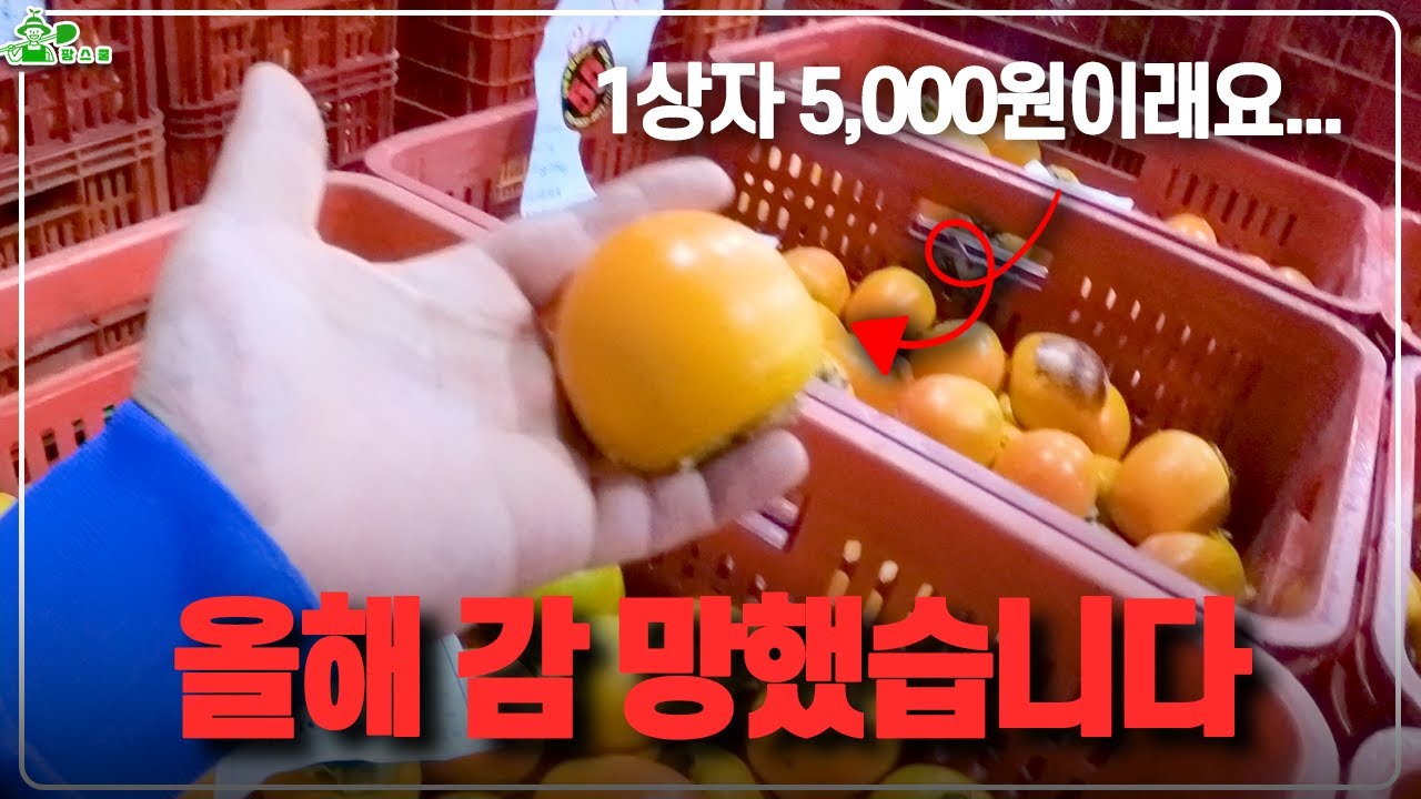 올해 감 망했습니다 ㅣ 감 가격 내려간 이유 ㅣ20kg 한 상자가 5,000원?!