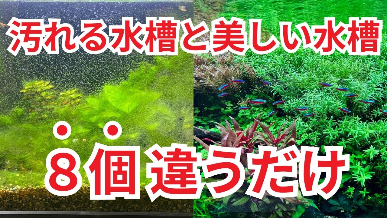 水槽管理の仕事をしたらをキレイに保つ秘密が分かりました