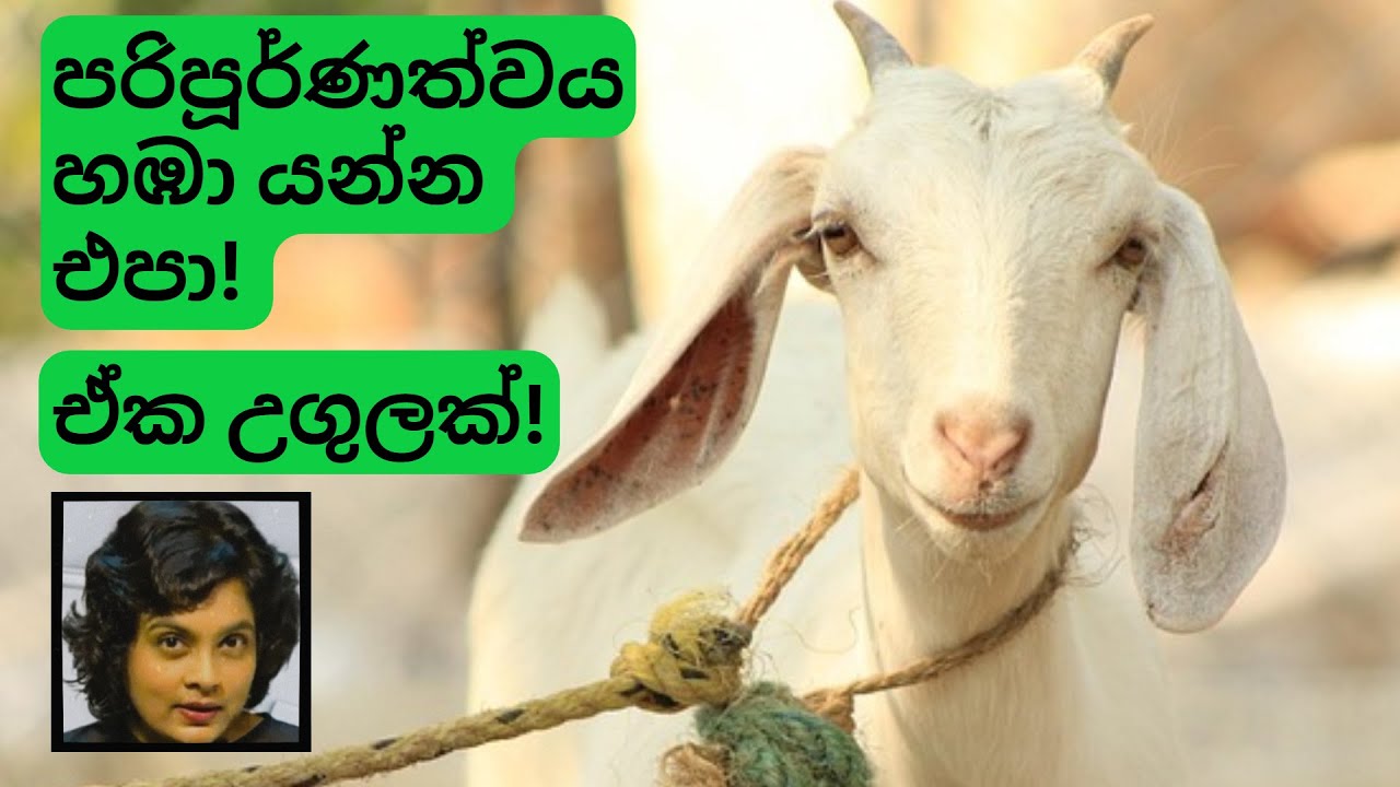 පරිපූර්ණත්වය හඹා යාම නවත්වන්න! එය උගුලක්! | You DONT have to be perfect!