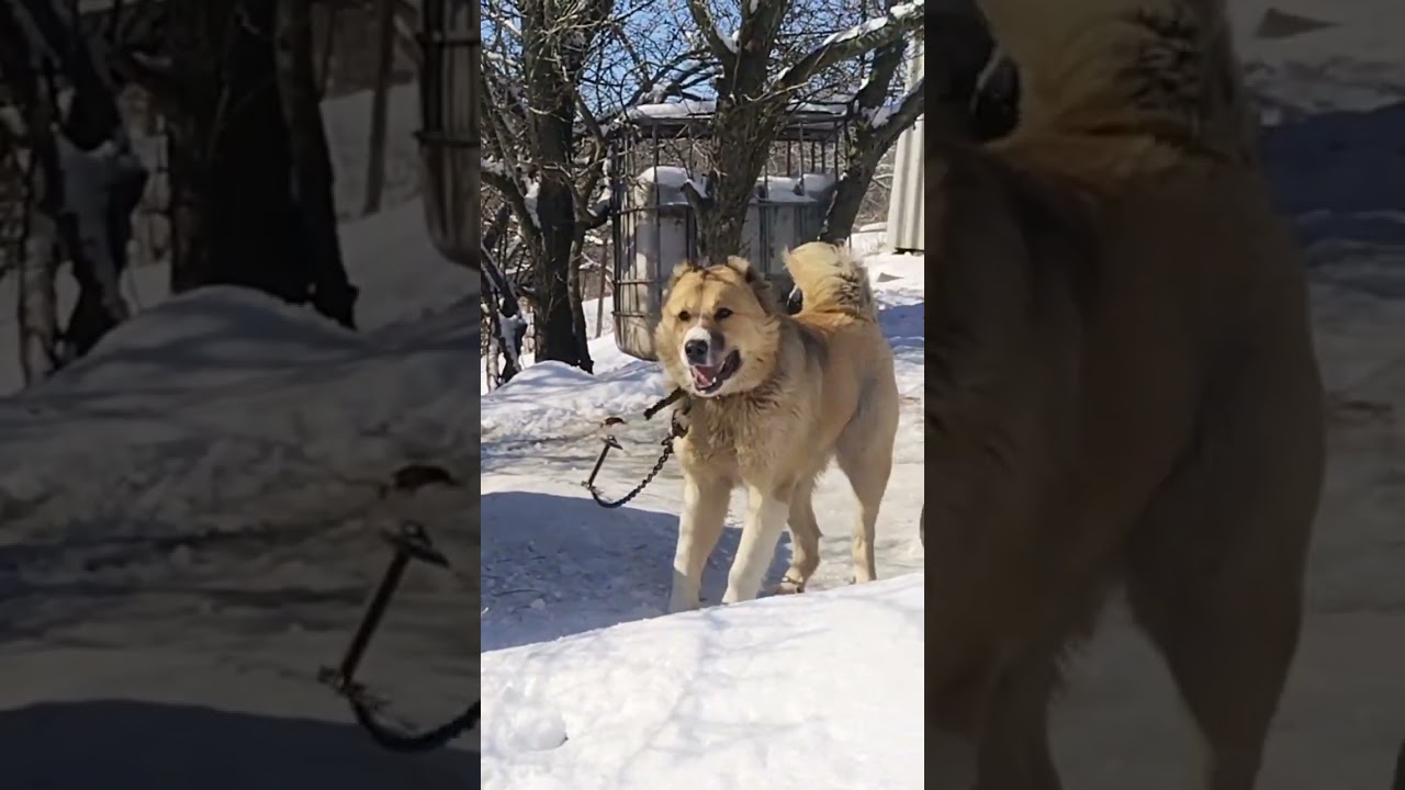 #volkodav#кавказскийволкодав Хабуб 