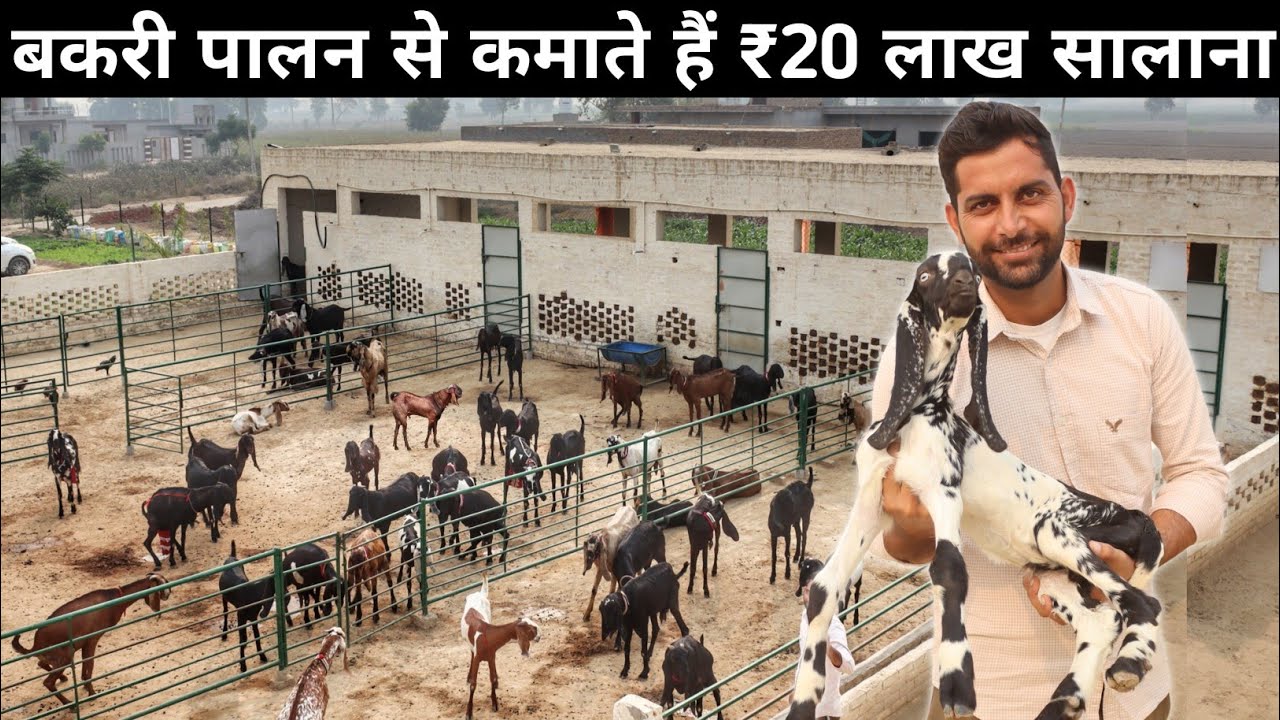 ऐसी बकरी फैक्ट्री रोज देखने को नहीं मिलती | Goat Farming | Goat Factory | Goat Farm Tour