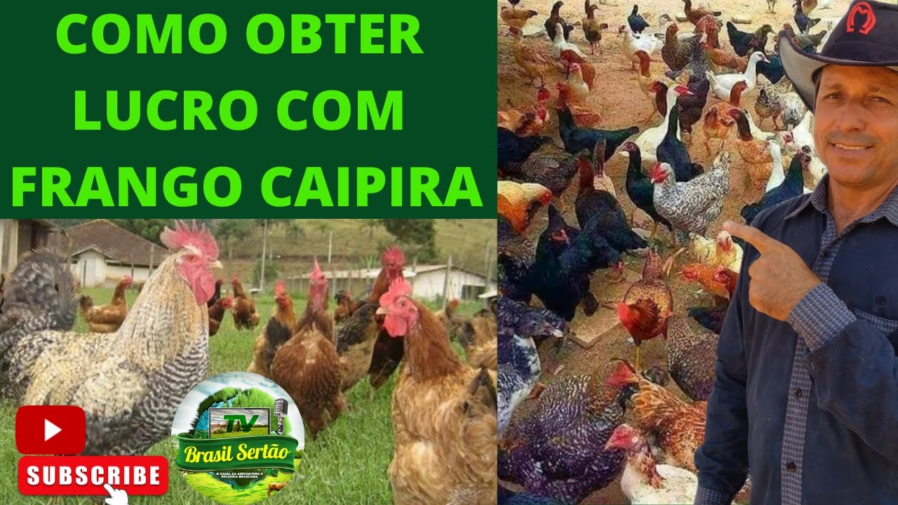 COMO OBTER LUCRO COM FRANGO CAIPIRA?
