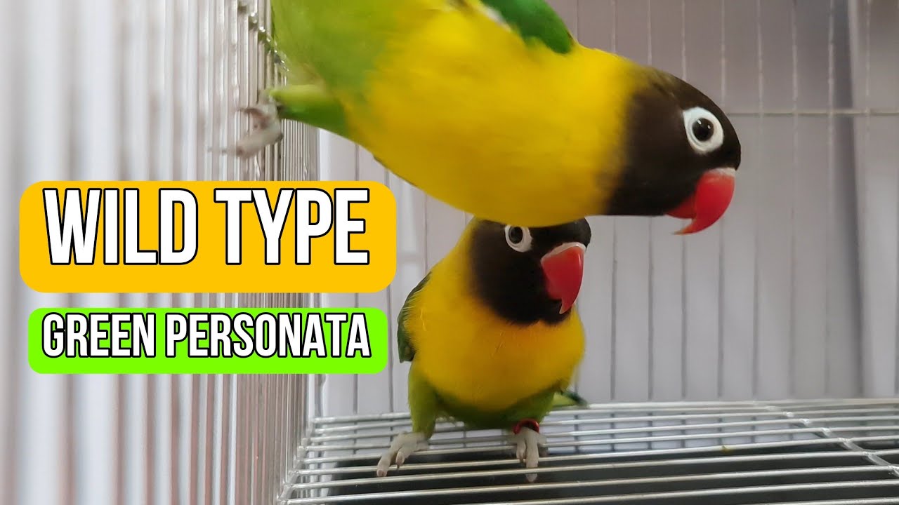African Lovebirds | Wild Type Green Personata