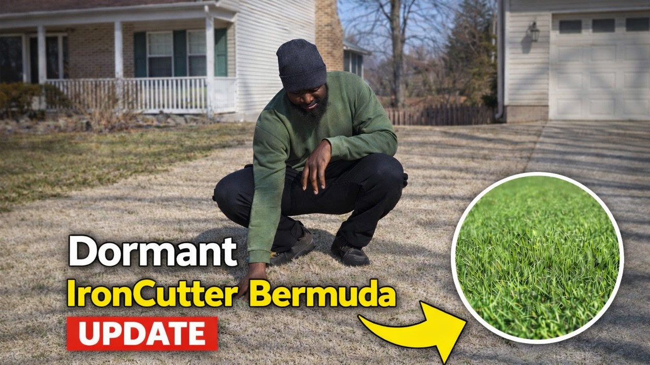 IronCutter Bermuda After Winter Dormancy (Spring Lawn Update)