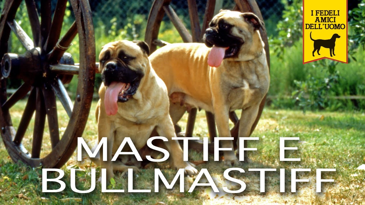 MASTIFF e BULLMASTIFF Trailer documentario