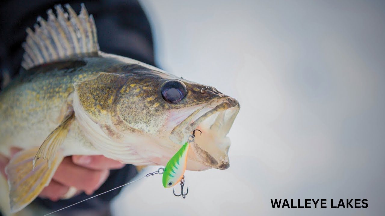 5 Best Walleye Lakes in Michigan (Public Access)