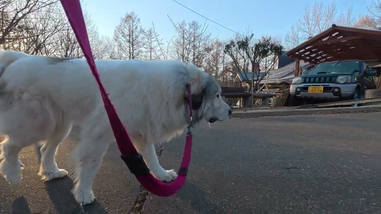 【ルンルンの裏庭】颯爽と歩いているけどヨダレが垂れているベル