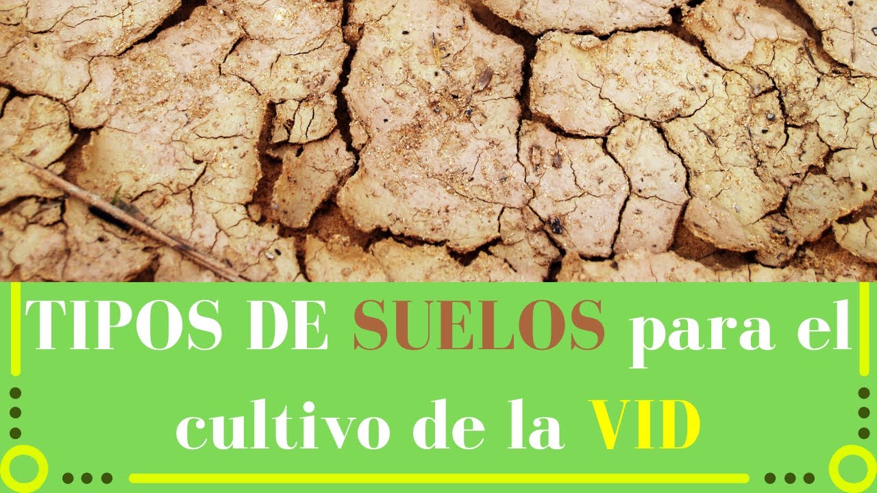 ¡🏔¡TIPOS DE SUELOS🏔!! [Para el cultivo de la vid][COMPLETO✅]▶[EXPLICADO]▶[CURSO DE VINOS🍷]
