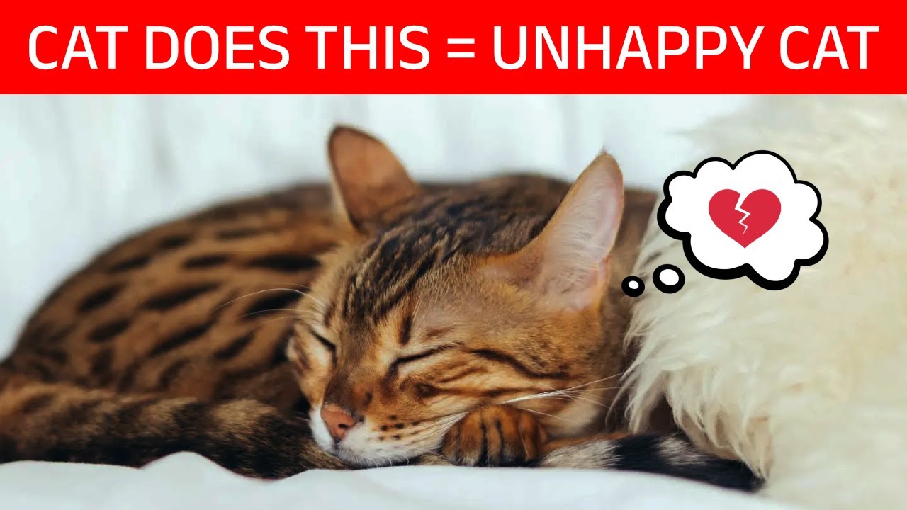 10 WARNING Signs Your Cat is UNHAPPY (Don't IGNORE)