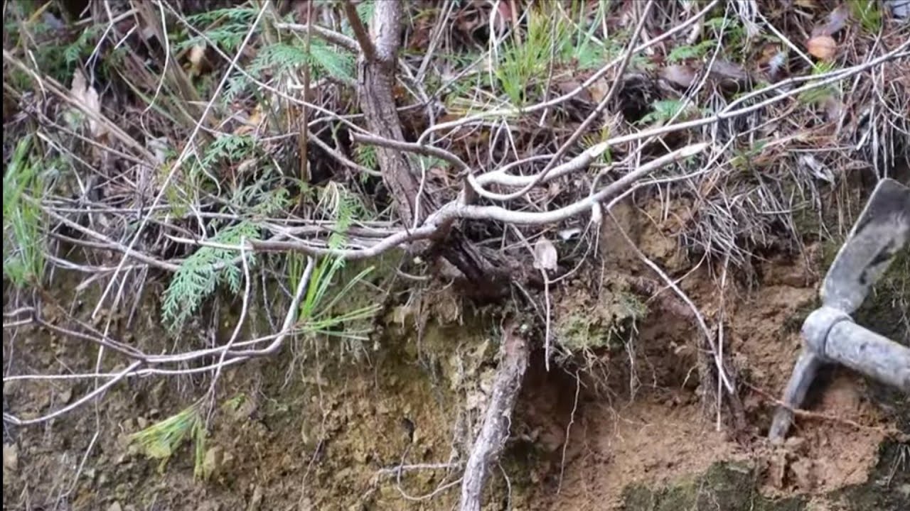 Bonsai diary  ♯155「枝の間延びした赤松を山採りして盆栽素材に改作」