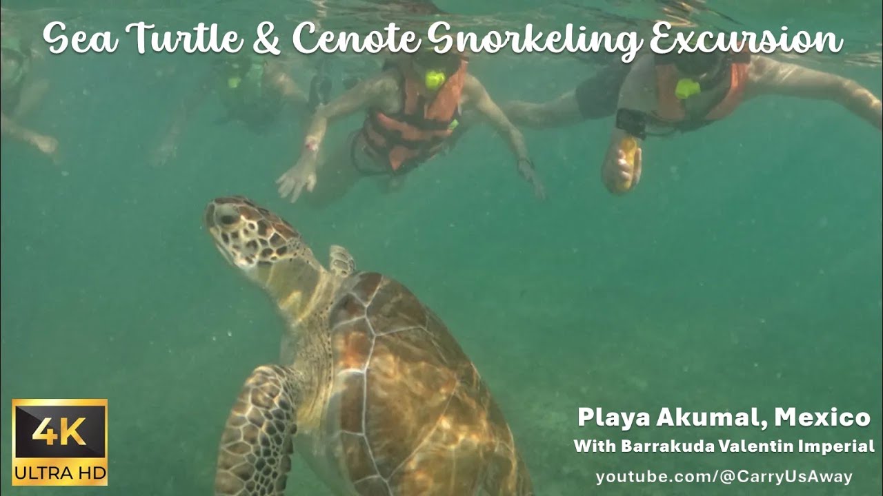 SEA TURTLES & CENOTE SNORKELING EXCURSION! - Barrakuda Valentin Imperial - Playa Akumal, Mexico 2024
