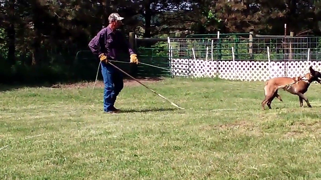 Jagger 1st herding lesson with Marc