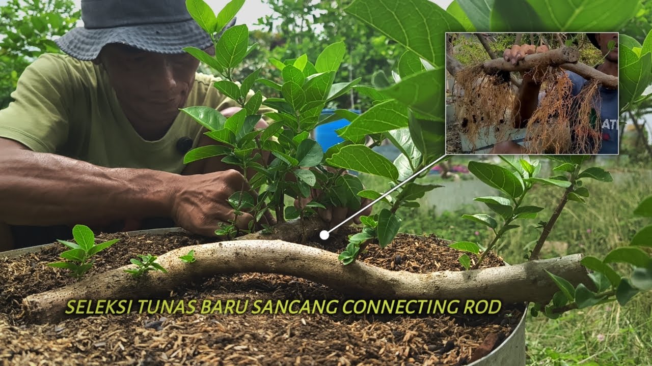 Membuat Bonsai Sancang Connecting Rod