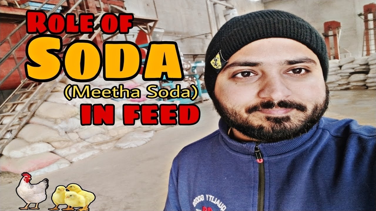 Role of Meetha Soda in Feed Formulation || Use of Baking Soda or Sodium Bicarbonate in Poultry feed🐔