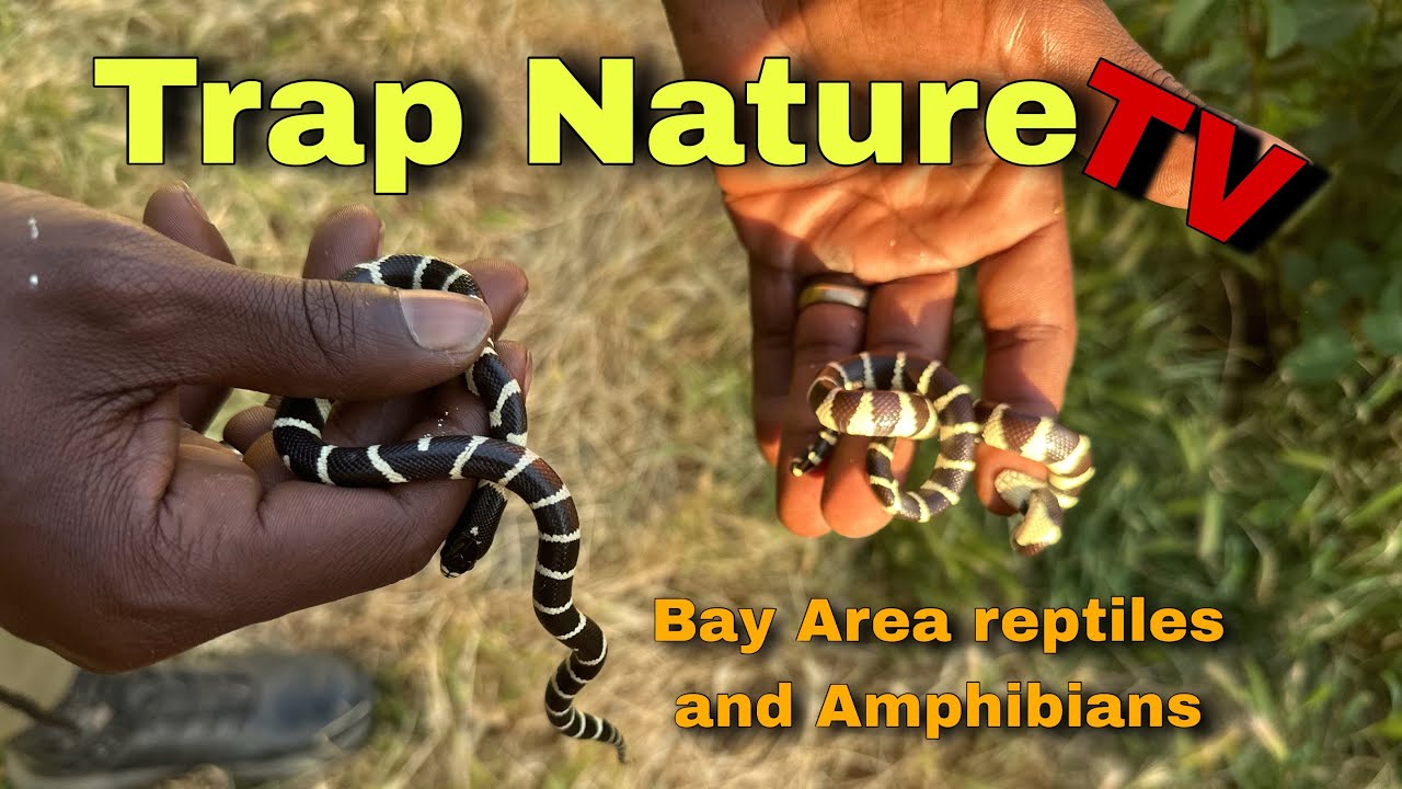 Trap Nature TV ( Bay Area herping for reptiles and amphibians ) 