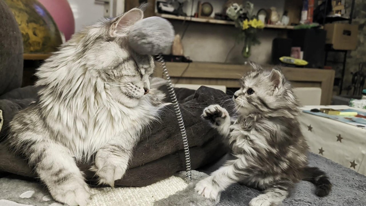 5 Weeks Old! Irene the Maine Coon Kitten Transformation