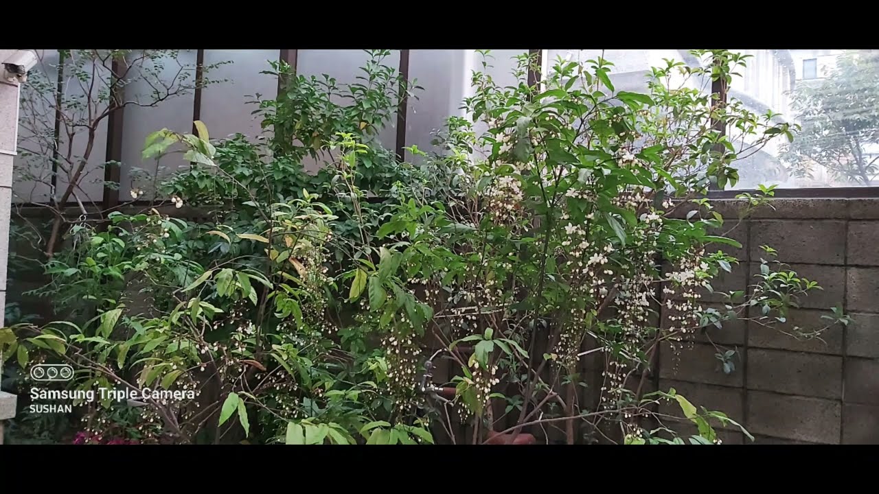 秘密花園 垂枝茉莉@shan_being_late.   珊珊.來遲 歡迎大家來到珊珊的秘密花園（請大家記得按訂閱分享）謝謝大家