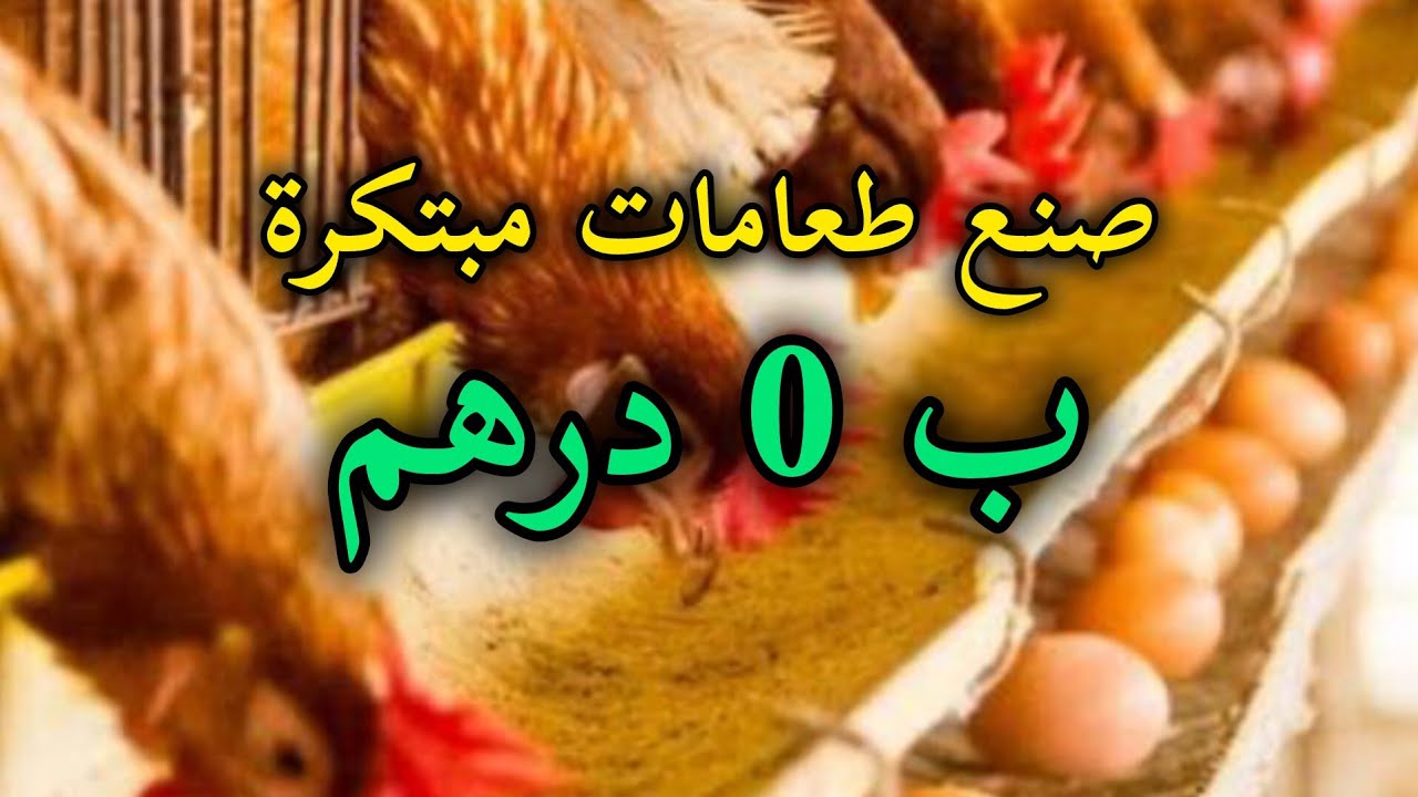 صنع الطعامات للدجاج ب 0 درهم