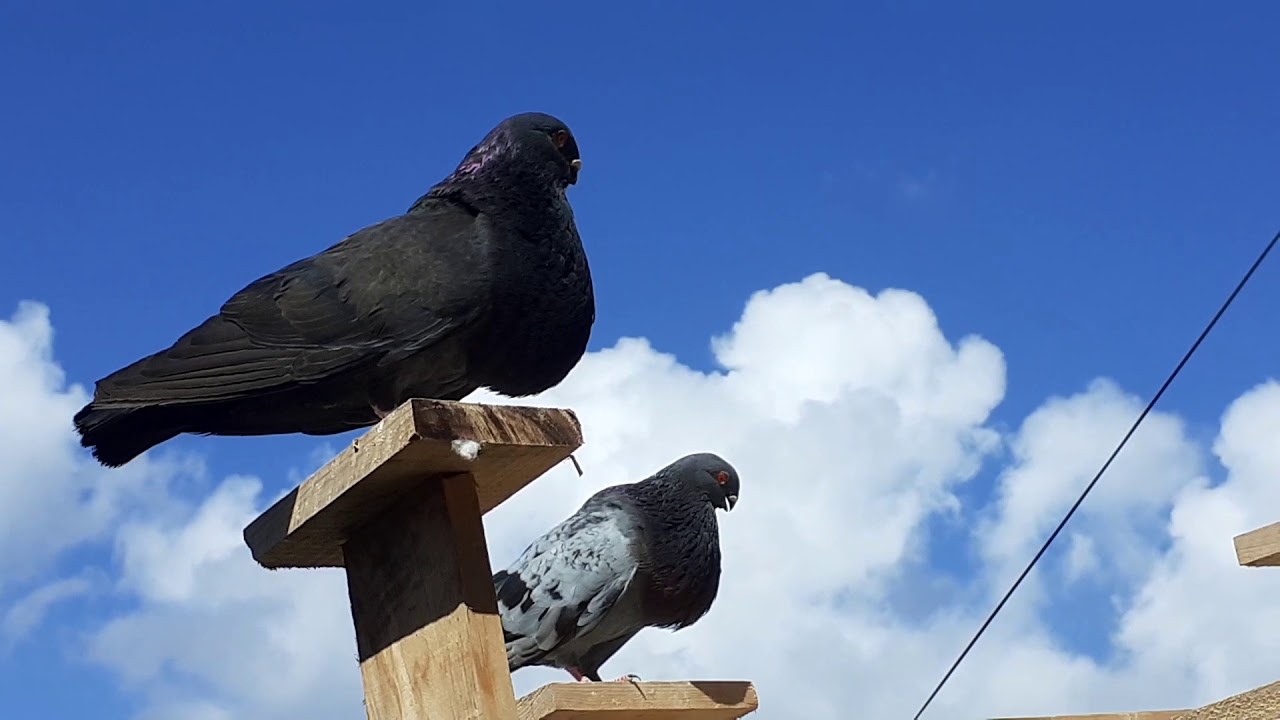 Paloma buchón canario en vuelo qué guapo verlos volar cómo disfrutan los animales en el vuelo gozada
