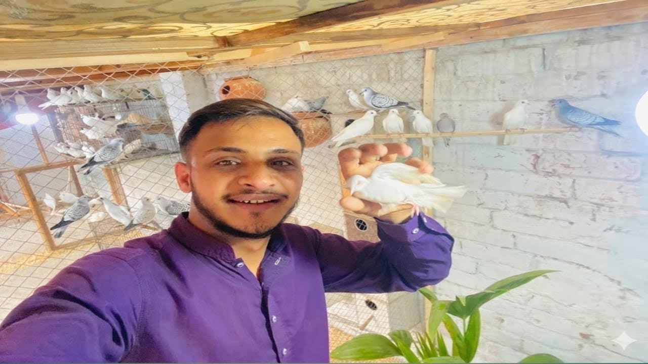 Sare  Dove😀 New Cage Mein Chhod Diye