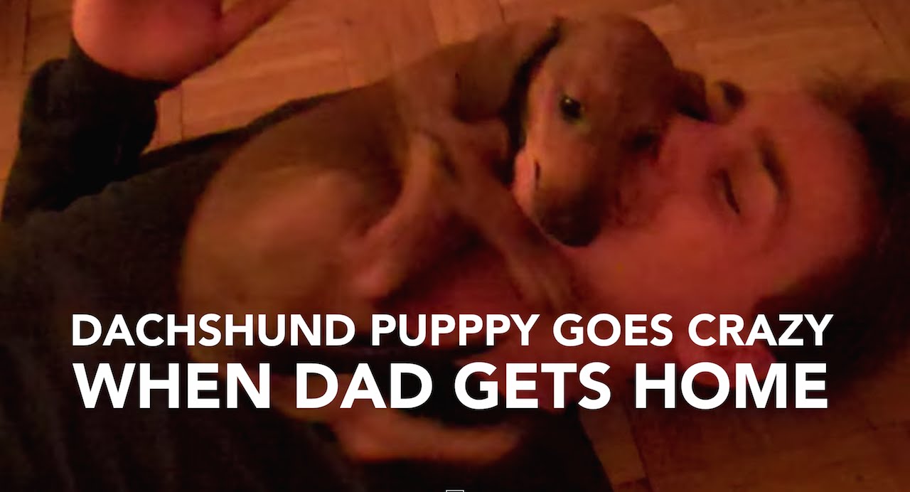 Dachshund Puppy Goes Crazy When Dad Gets Home