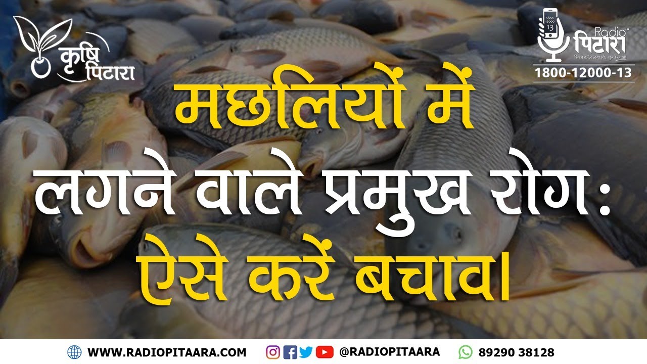 Fisheries Business In India | मछलियों के प्रमुख रोग | Fish | Disease and Treatment | ऐसे करें बचाव