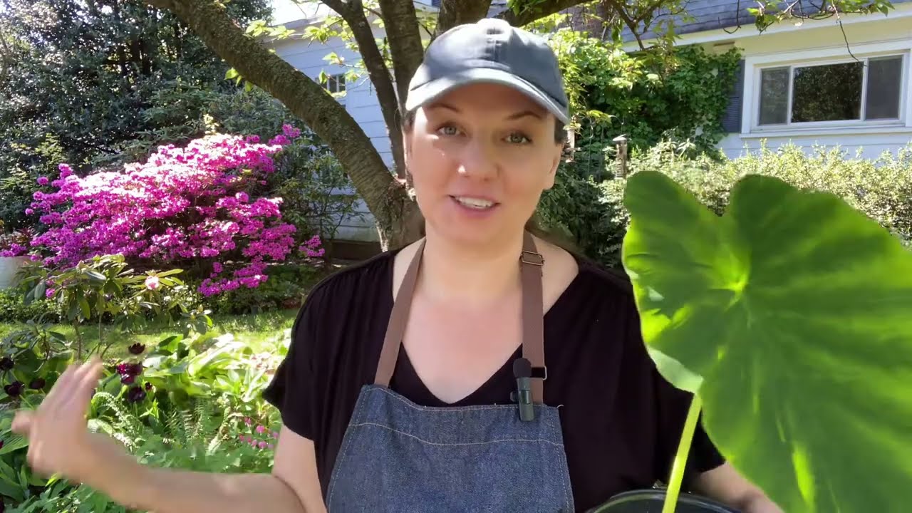 🌱 How to Plant Elephant Ears Outside 🌱
